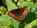 Boserebia, Erebia ligea